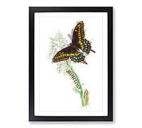 Caterpillar & Butterfly by George Shaw Framed Print | A2 Black Framed Wall Art | Ready to Hang | Modern Animal Picture | Living Room Bedroom Lounge Office