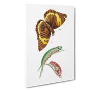 Caterpillar & Cassia Butterfly by George Shaw Canvas Print | Gallery Wrapped 30mm Frame Wall Art | 30x20 inches | Ready to Hang | Modern Animals Picture | Living Room Bedroom Lounge Office