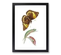 Caterpillar & Cassia Butterfly by George Shaw Framed Print | A2 Black Framed Wall Art | Ready to Hang | Modern Animal Picture | Living Room Bedroom Lounge Office