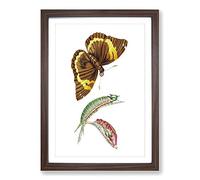 Caterpillar & Cassia Butterfly by George Shaw Framed Print | A2 Walnut Framed Wall Art | Ready to Hang | Modern Animal Picture | Living Room Bedroom Lounge Office