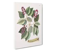 Caterpillar & Pigeon-Plum Plant by Mark Catesby Canvas Print | Gallery Wrapped 30mm Frame Wall Art | 30x20 inches | Ready to Hang | Modern Floral Picture | Living Room Bedroom Lounge Office