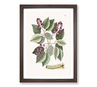 Caterpillar & Pigeon-Plum Plant by Mark Catesby Framed Print | A2 Walnut Framed Wall Art | Ready to Hang | Modern Floral Picture | Living Room Bedroom Lounge Office