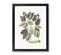 Caterpillar & Pigeon Plum Plant By Mark Catesby Vintage Framed Print | A2 Black Framed Wall Art | Ready to Hang | Classic Floral Picture | Living Room Bedroom Lounge Office