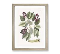 Caterpillar & Pigeon Plum Plant By Mark Catesby Vintage Framed Print | A2 Oak Framed Wall Art | Ready to Hang | Classic Floral Picture | Living Room Bedroom Lounge Office