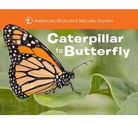 Caterpillar to Butterfly