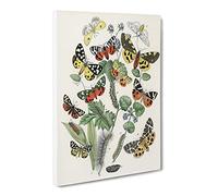Caterpillars, Butterflies & Moths By W.F. Kirby Canvas Print | Gallery Wrapped 30mm Frame Wall Art | 20x14 inches | Ready to Hang | Retro Picture | Living Room Bedroom Lounge Office