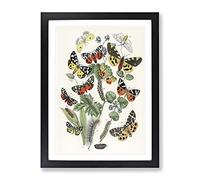 Caterpillars, Butterflies & Moths By W.F. Kirby Vintage Framed Wall Art Print, Ready to Hang Picture for Living Room Bedroom Home Office Décor, Black A3 (34 x 46 cm)