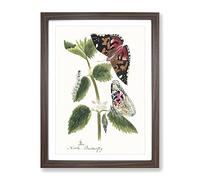Caterpillars & Butterflies Vintage Framed Print | A4 Walnut Framed Wall Art | Ready to Hang | Classic Nature Picture | Living Room Bedroom Lounge Office
