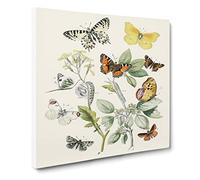 Caterpillars, Moths & Butterflies by W.F. Kirby Canvas Print | Gallery Wrapped 30mm Frame Wall Art | 14x14 inches | Ready to Hang | Retro Picture | Living Room Bedroom Lounge Office
