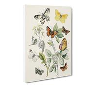 Caterpillars, Moths & Butterflies By W.F. Kirby Canvas Print | Gallery Wrapped 30mm Frame Wall Art | 24x16 inches | Ready to Hang | Retro Picture | Living Room Bedroom Lounge Office