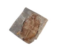 CATIEBYE Trilobite Collection Genuine Specimen Set for Teaching, Decoration, and Geology for Boys and Girls Natural Stone Trilobite Authentic Specimens for Adults and Children Archaeology