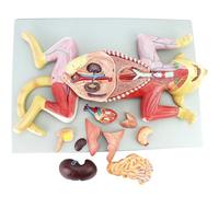 Cats Anatomy Model, Animal Anatomical Specimens,Cat Kidney Disease and Health Anatomy Model,Internal Organs Muscles Nerves Veterinary Animal Learning Specimens