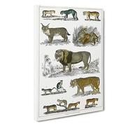 Cats & Big Cats by Oliver Goldsmith Canvas Print | Gallery Wrapped 30mm Frame Wall Art | 30x20 inches | Ready to Hang | Modern Animal Picture | Living Room Bedroom Lounge Office