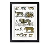 Cats & Big Cats by Oliver Goldsmith Framed Print | A2 Black Framed Wall Art | Ready to Hang | Modern Animal Picture | Living Room Bedroom Lounge Office
