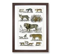 Cats & Big Cats by Oliver Goldsmith Framed Print | A2 Walnut Framed Wall Art | Ready to Hang | Modern Animal Picture | Living Room Bedroom Lounge Office