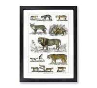Cats & Big Cats By Oliver Goldsmith Vintage Framed Print | A2 Black Framed Wall Art | Ready to Hang | Classic Animal Picture | Living Room Bedroom Lounge Office
