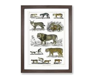 Cats & Big Cats By Oliver Goldsmith Vintage Framed Print | A2 Walnut Framed Wall Art | Ready to Hang | Classic Animal Picture | Living Room Bedroom Lounge Office