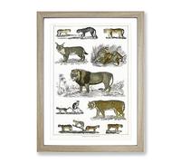 Cats & Big Cats By Oliver Goldsmith Vintage Framed Print | A4 Oak Framed Wall Art | Ready to Hang | Classic Animal Picture | Living Room Bedroom Lounge Office