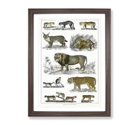 Cats & Big Cats By Oliver Goldsmith Vintage Framed Print | A4 Walnut Framed Wall Art | Ready to Hang | Classic Animal Picture | Living Room Bedroom Lounge Office