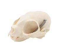Cats Head Skeleton Model for Veterinary Education and Display Anatomical Cats Bone Felidae Bone Biology Classroom Demonstration