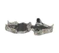 Cats Orals Teeth Model Clear Anatomical Pet Clinic Anatomical Teaching Supplies for Classroom Model Clear Animal Anatomy Models for Veterinary Education