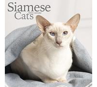 Cats - Siamese Calendar 2024 | Square Cat Wall Calendar - 16 Month