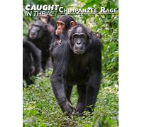 Caught in the Act: Chimpanzee Rage