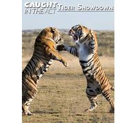 Caught in the Act: Tiger Showdown