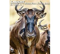 Caught in the Act: When prey fight back
