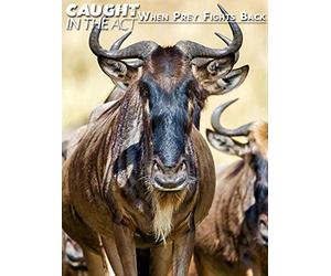 Caught in the Act: When prey fight back