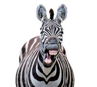 Caught On Camera Card Collection - Zebra Goofing Around