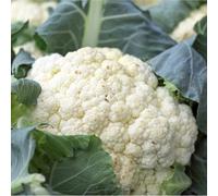 Cauliflower All Year Round. Very Versatile.