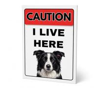 Caution I Live Here Border Collie Sign, A4 (210mm x 297mm) - No Holes | Novelty Pet Notice Home Gate Door Sturdy Lightweight Build Easy Wall Mount Drilled Hole Options