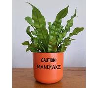 Caution Mandrake Vinyl Sticker - Fun Decal for Plant Pots and Planters Sticker ONLY (Plant and Pot not Included) (XSmall - 3cm x 6cm)