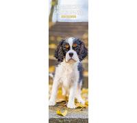 Cavalier King Charles Slim 2024 Calendar