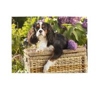 Cavalier King Charles Spaniel (4) Adults 500 Pieces Puzzles-Jigsaw Wooden Puzzle for Adults Elderly