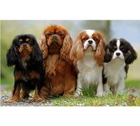 Cavalier King Charles Spaniel 500 Piece Wood Puzzle For Adults Jigsaw Puzzles Educational Challenge DIY Game Home Wall Art Decoration