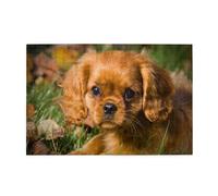Cavalier King Charles Spaniel Brown Curly Dogs,1000 Pieces Wooden Jigsaw Family Game Jigsaw Puzzles for Adults Teens Home Decor