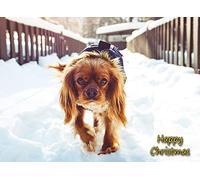 Cavalier King Charles Spaniel Dog Christmas Card 'Happy Christmas' - Special Animal Xmas Card for Him Her from Pets Kids