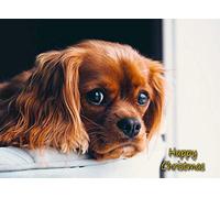 Cavalier King Charles Spaniel Dog Christmas Card 'Happy Christmas' - Special Animal Xmas Card for Him Her from Pets Kids