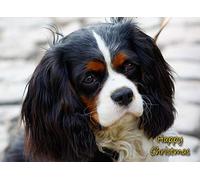 Cavalier King Charles Spaniel Dog Christmas Card 'Happy Christmas' - Special Animal Xmas Card for Him Her from Pets Kids