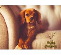 Cavalier King Charles Spaniel Dog Christmas Card 'Happy Christmas' - Special Animal Xmas Card for Him Her from Pets Kids