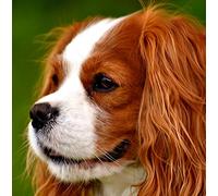 Cavalier King Charles Spaniel Dog Greeting Card Square - Gift Idea Special Occasion Blank Inside with Envelope Premium Unique Design Animal Cute Illustrated Wildlife Quality