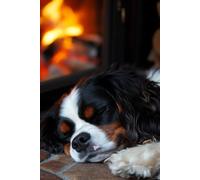 Cavalier King Charles Spaniel Notebook: Snoozing By The Fire