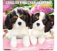 Cavalier King Charles Spaniel Puppies 20