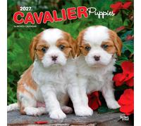 Cavalier King Charles Spaniel Puppies - Cavalier King Charles Spaniel Welpen 2027 - 16-Monatskalender: Original BrownTrout-Kalender [Mehrsprachig] ... | BrownTrout | Animals Dog Breeds Puppy)