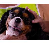 Cavalier King Charles Spaniels