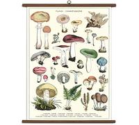 Cavallini Papers & Co., Inc. Vintage School Chart, Multicolor, 28x40 inch