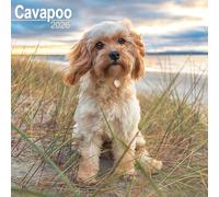 Cavapoo 2026 Calendar | Square Wall Calendar | Dog Breed Gift | Plastic Free Packaging | by Avonside Publishing