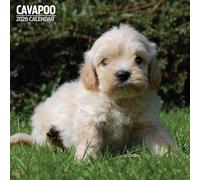 Cavapoo 2026 Traditional Calendar